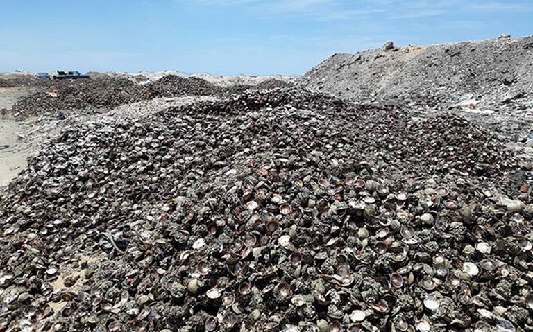 Reciclaje de conchas de mejillón para convertirlas en abono